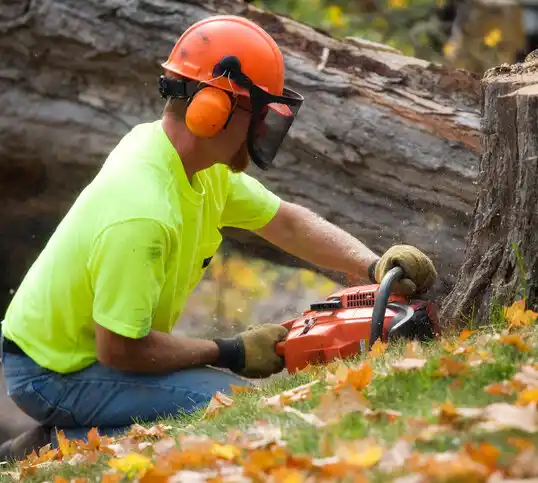 tree services Norbourne Estates